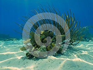 Soft corals in dappled light