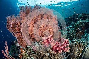 Soft Corals and Gorgonian on Indonesian Reef