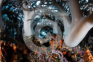 Soft Corals on Indonesian Reef