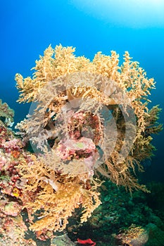 Soft corals, Pescador Island, Moalboal