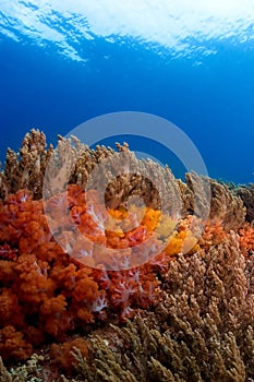 Soft corals Philippines