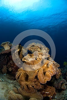 Soft corals Philippines