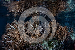 Soft Corals and Shallow Reef in Raja Ampat