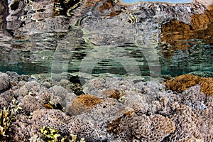 Soft Corals in Shallows of Komodo National Park photo