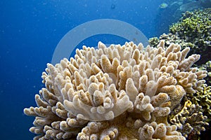 Soft corals tropical reef underwater