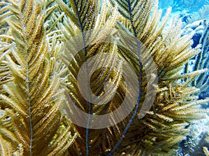 Soft corals waving in the shallows