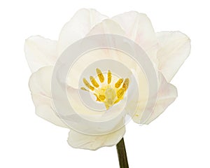 Soft cream tulip flower, isolated on white background