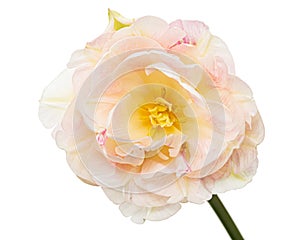 Soft cream tulip flower, isolated on white background
