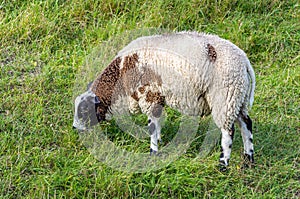 Soft and cuddly sheep grazing in the grass