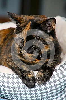 Soft and Cuddly and Sleepy Tortoiseshell cat - Felis catus