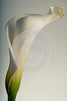 Soft curves of a Calla Lilly