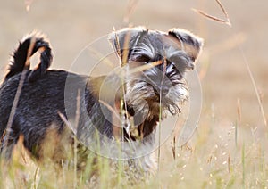 Soft cute Miniature Schnauzer puppy dog playing field long grass