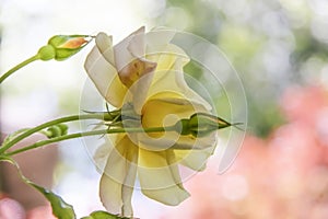 Soft and Delicate - a close-up of a soft focus yellow rose and buds against a bokeh pink and green background - pastels