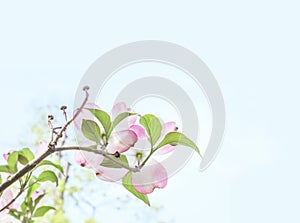 Soft and delicate dogwood blossoms on branch background