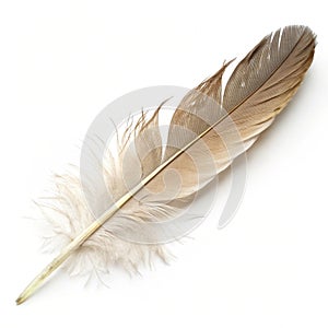 Feather isolated on white background