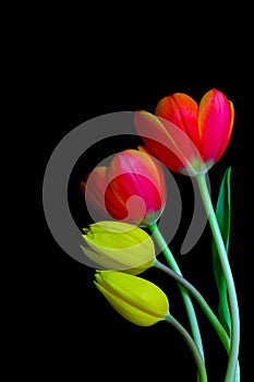 Soft and delicate pairs of yellow and red orange tulips against dark background