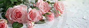 Soft and Delicate: Pink Roses on White Background