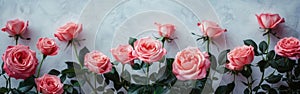 Soft and Delicate: Pink Roses on White Background