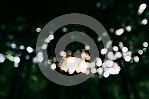 Abstract Green Forest Bokeh Background with Soft Defocused Light and Natural Blur