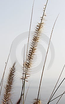 Soft dry grass, blurred background with the sea