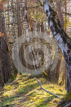 Soft evening light in birch forest