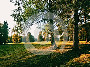 Soft evening light in a park