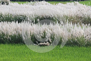 Soft feather grass