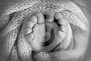 Soft feet of a newborn in a blancket. Close-up of toes, heels and feet of baby. Black and white studio macro photography