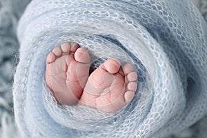 Soft feet of a newborn in a blue blanket. Toes, heels and feet of a newborn baby