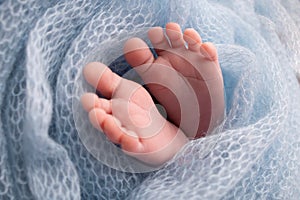 Soft feet of a newborn in a blue woolen blanket. Close-up of toes, heels and foot of a newborn baby.