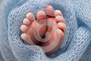 Soft feet of a newborn in a blue woolen blanket. Close-up of toes, heels and foot of a newborn baby.