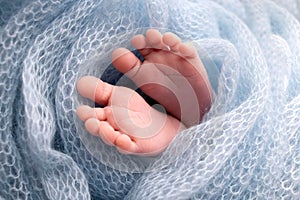 Soft feet of a newborn in a blue woolen blanket. Close-up of toes, heels and foot of a newborn baby.