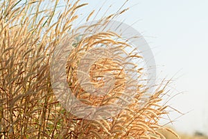 Soft field flower, meadow flowers in soft warm light. Vintage autumn landscape blurry natural background