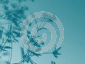 Soft floral shadows on a teal background. A beautiful display of flowers shadows is cast on a teal blue surface, with a