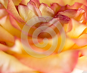 Soft floral yellow abstract background. Macro blur flower. Multicolor orange rose.