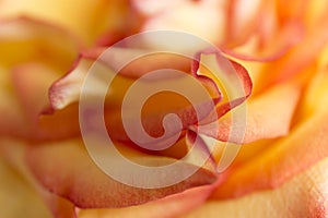 Soft floral yellow abstract background. Macro blur flower. Multicolor orange rose.