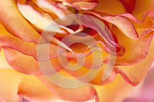 Soft floral yellow abstract background. Macro blur flower. Multicolor orange rose.