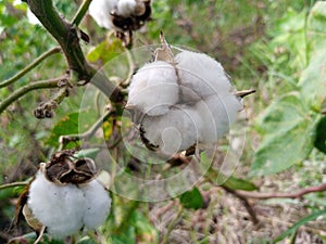 Soft fluffy fiber cotton plant.