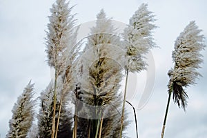 Soft fluffy tall Pampas Plume Grass beige plumes on a cloudy da