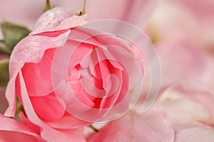 Soft focus, abstract floral background, bud of pink rose flower. Macro flowers backdrop for holiday brand design