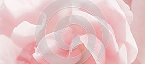 Soft focus, abstract floral background, pink rose flower petals. Macro flowers backdrop for holiday design