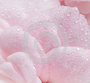 Soft focus, abstract floral background, pink rose flower petals with water drops. Macro flowers backdrop for holiday brand design