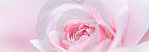 Soft focus, abstract floral background, pink white rose flower. Macro flowers backdrop for holiday brand design