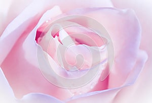 Soft focus, abstract floral background, pink white rose flower. Macro flowers backdrop for holiday brand design