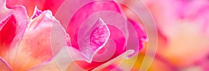 Soft focus, abstract floral background, pink yellow rose flower. Macro flowers backdrop for holiday brand design