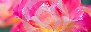 Soft focus, abstract floral background, pink yellow rose flower. Macro flowers backdrop for holiday brand design