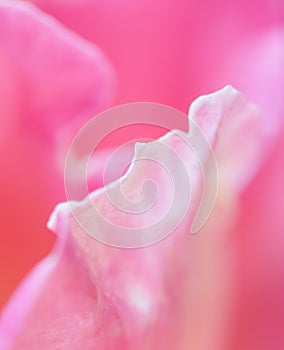 Soft focus, abstract floral background, pink yellow rose flower. Macro flowers backdrop for holiday brand design