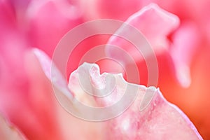 Soft focus, abstract floral background, pink yellow rose flower. Macro flowers backdrop for holiday brand design