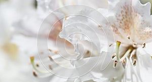 Soft focus, abstract floral background, white Rhododendron flower petals. Macro flowers backdrop for holiday brand design