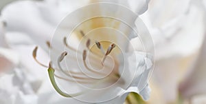 Soft focus, abstract floral background, white Rhododendron flower petals. Macro flowers backdrop for holiday brand design